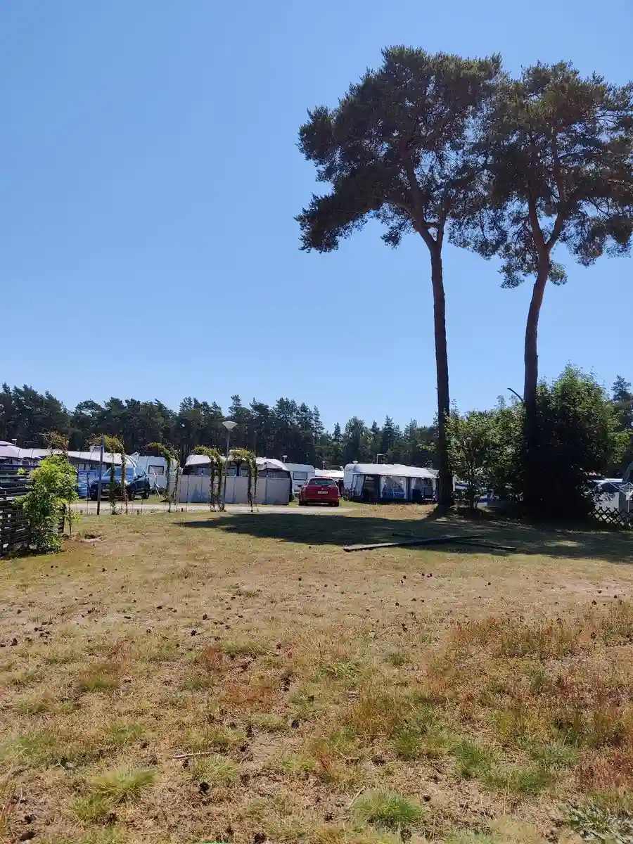En campingplats vid Borrbystrand med uppställda tält och husbilar bland skuggande träd. En avslappnad atmosfär med palmer synliga i bakgrunden. Parkeringsplatser finns i närheten.
