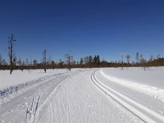 En vintrig landskapsbild av Sonfjällscampen, täckt av snö med barrträd som granar och lärk. I bakgrunden syns sluttningar och en glacial formation, vilket skapar en stämningsfull atmosfär för vinteraktiviteter.