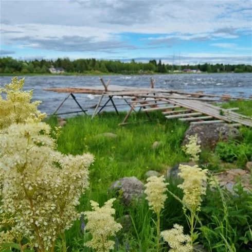En vacker vy över Kukkolaforsen, där gräs och växtligheter omger det lugna vattnet i en fridfull våtmarksmiljö.