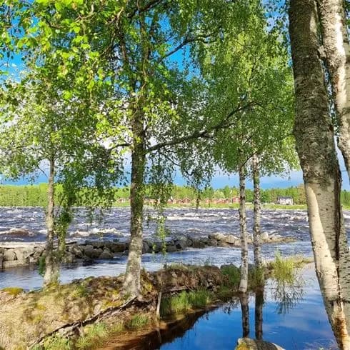 En naturskön vy över Kukkolaforsen med forsande vatten omgiven av frodig grönska och trädgrenar längs vattendragets kant.