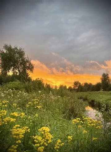 En grönskande sommarlandskap vid Kukkolaforsen, med frodiga växter och vegetationen belyst av soluppgångens gula ljus, medan moln svävar på himlen i bakgrunden.