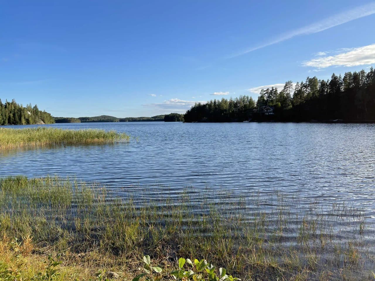 En lugn sjö med blått vatten omgivet av grönskande natur och vass.
