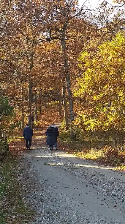 En skogsstig prydd med höstlöv och omgiven av trädgrenar.