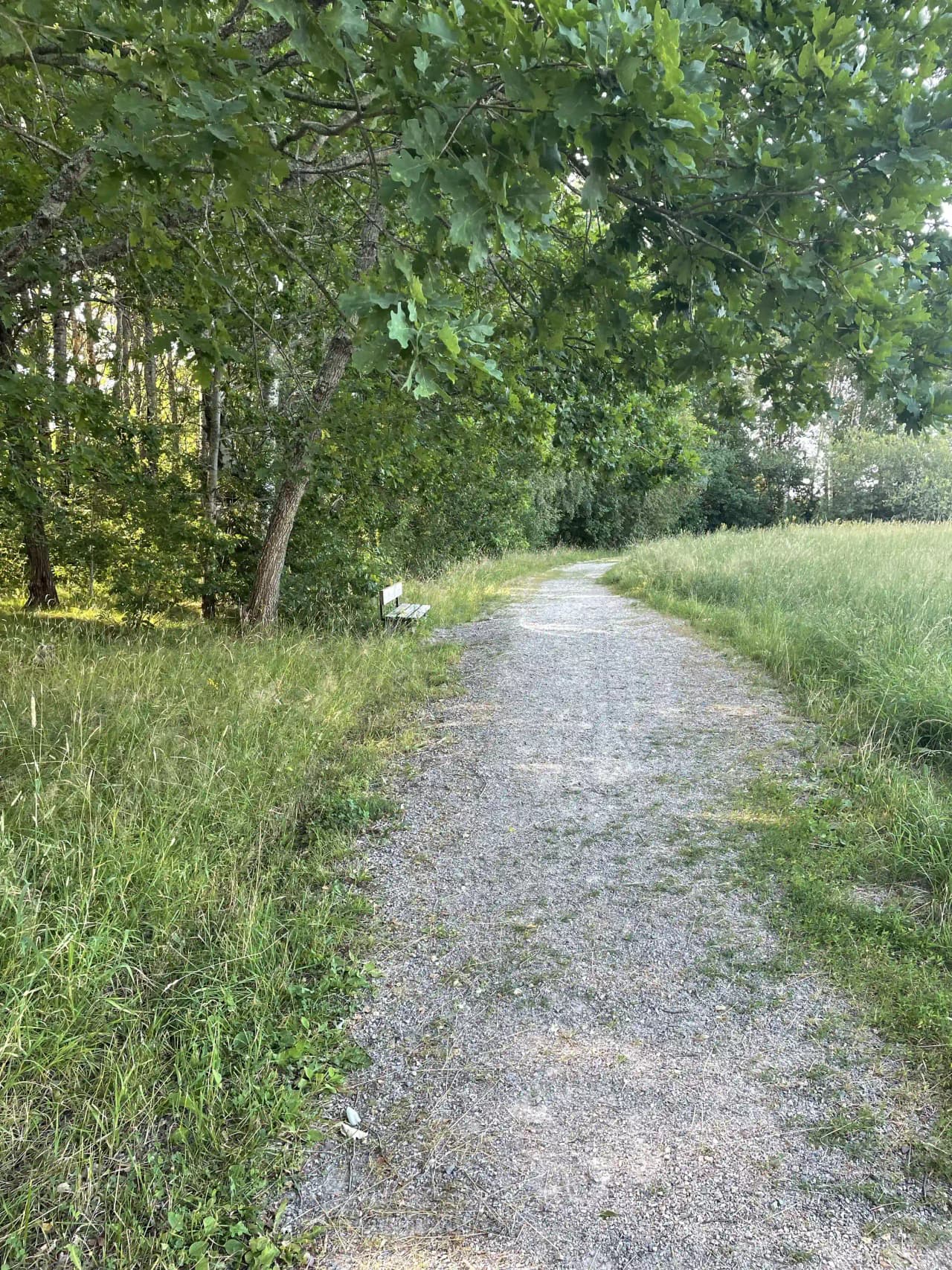 En grönskande campingplats med frodig vegetation, gräsmattor och buskar längs en slingrande grusväg, vilket skapar en naturnära och fridfull miljö.