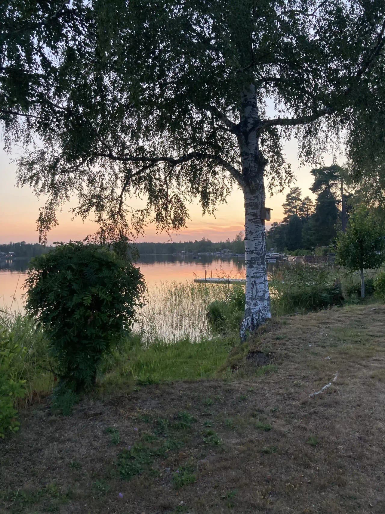 En naturskön miljö vid Högbacka camping med sjöutsikt. Trädgrenar sträcker sig över strandkanten, och mjuka färger från skymning eller gryning sprider ett lugn över landskapet.
