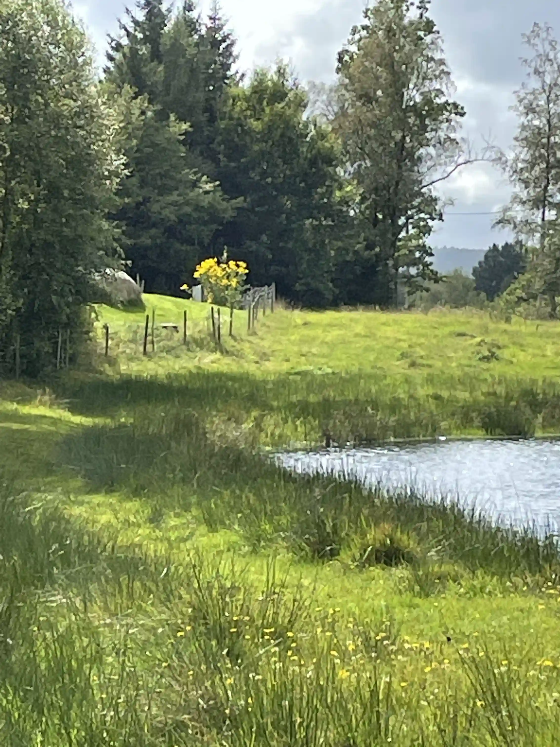 En grönskande campingplats i en naturskön miljö med frodig gräsmatta, omgiven av buskar och växtlighet, under en somrig himmel.