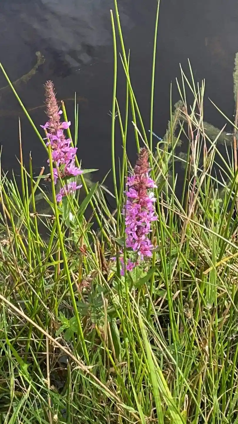 En blomstrande sommaräng med vilda blommor, inklusive södra ängsskära och andra orkidéarter, i närheten av Våxtorps naturcamping.