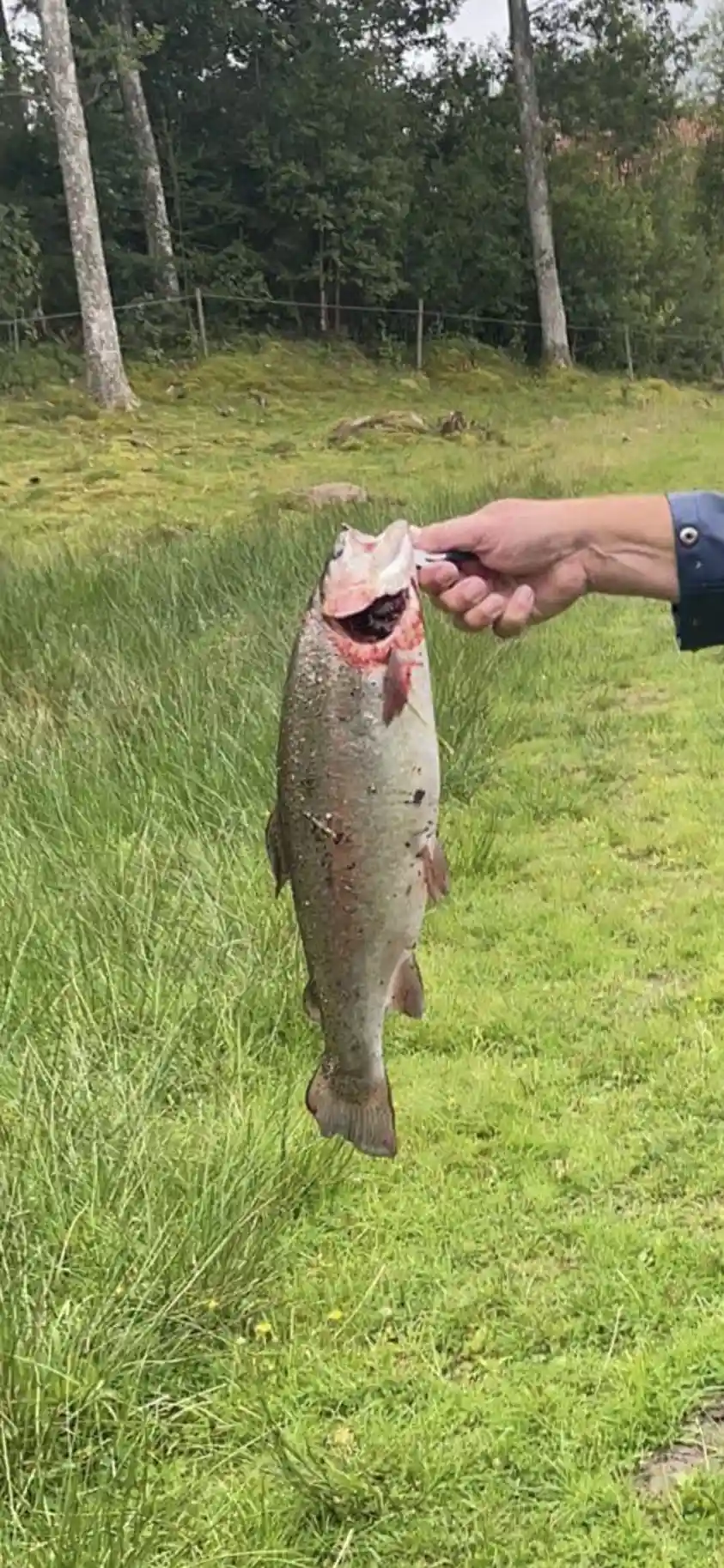 En fiskare håller stolt upp en nyfångad lax i en naturskön miljö, förmodligen vid Våxtorps Naturcamping.