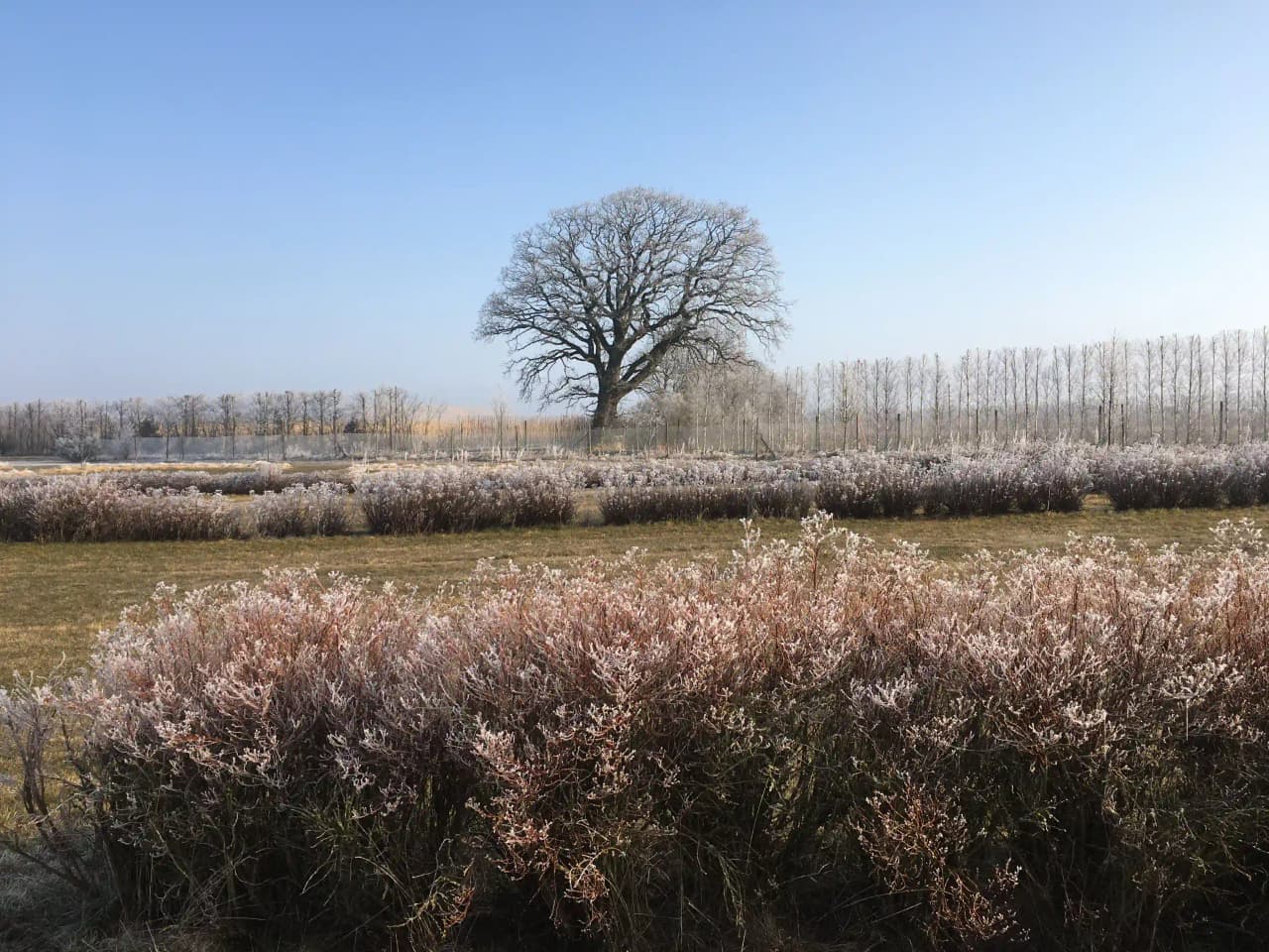 En vidsträckt äng med högt gräs och enstaka buskar på Bläsinge gård. I förgrunden syns några växtstammar och kvistar, medan landskapet sträcker sig mot horisonten under en vidöppen himmel.