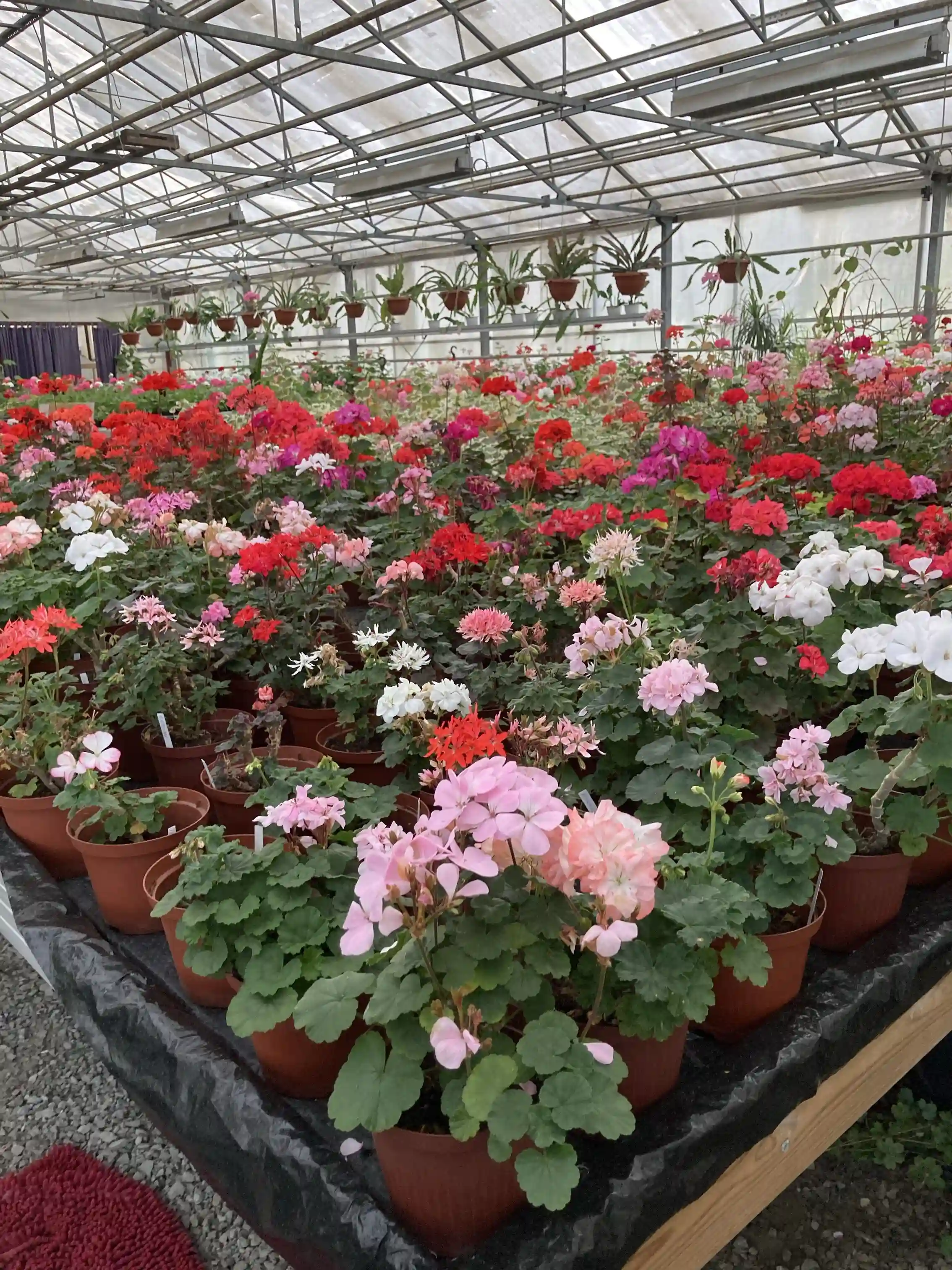 En blomsterarrangemang med rosa blomster i blomkrukor, omgivna av andra blommande växter i en trädgårdsmiljö, symboliserar vår och friluftsliv vid Vinslövs Camping.