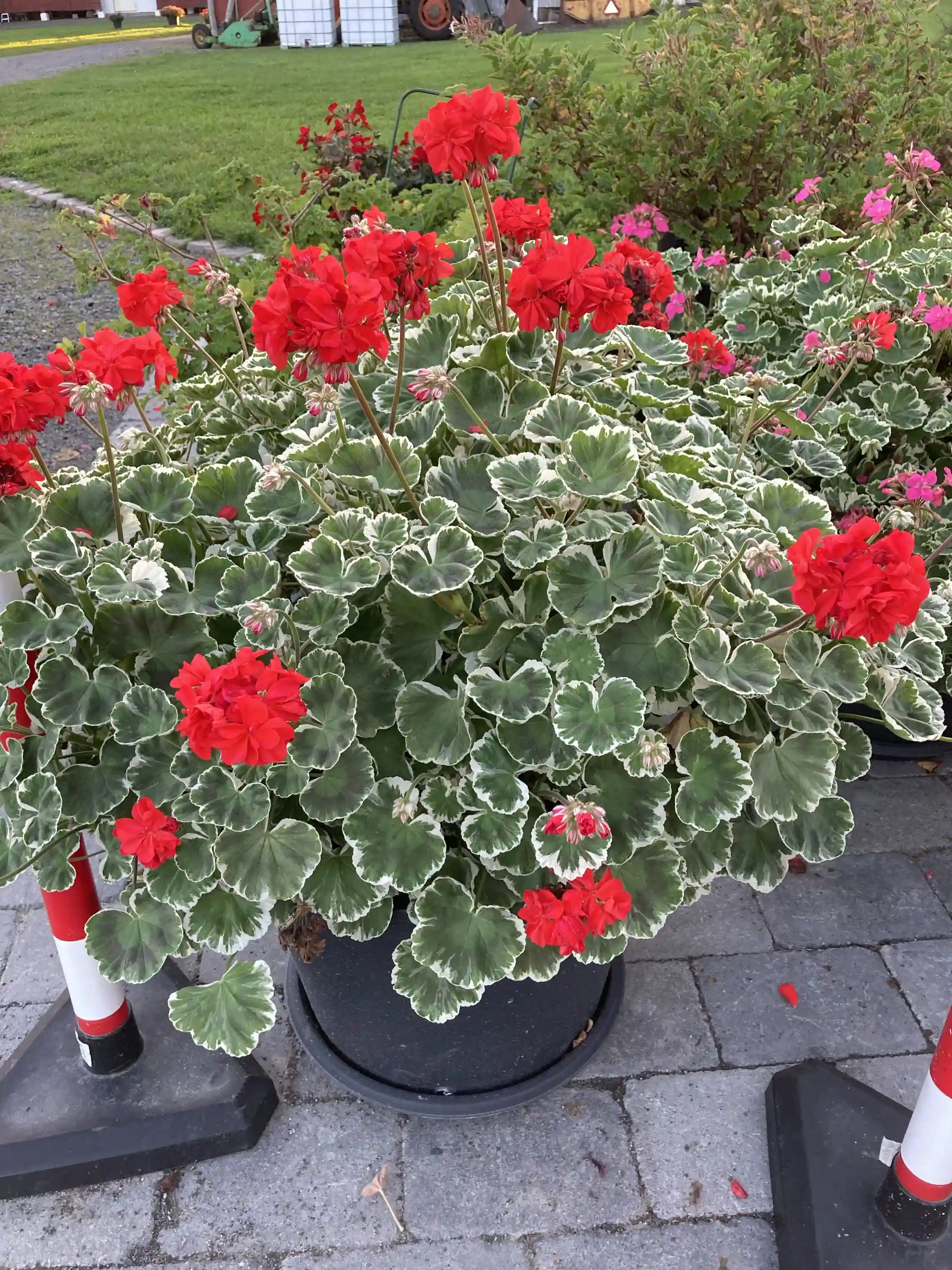 En närbild av röda blommor på Vinslövs camping, omgivna av gröna blad och planterade i en välskött trädgård, vilket ger en inbjudande och färgstark stämning.