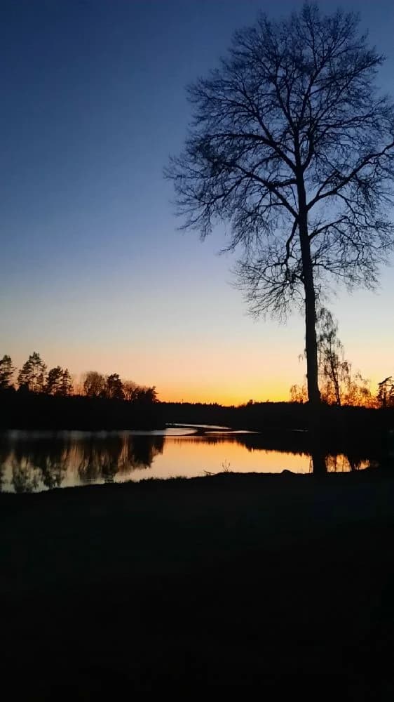 En vacker solnedgång vid strandkanten på Ljuvadal camping & ställplats, med rosa och orange färger som speglas i vattnet, omgivna av naturliga grenar och en rofylld himmel.