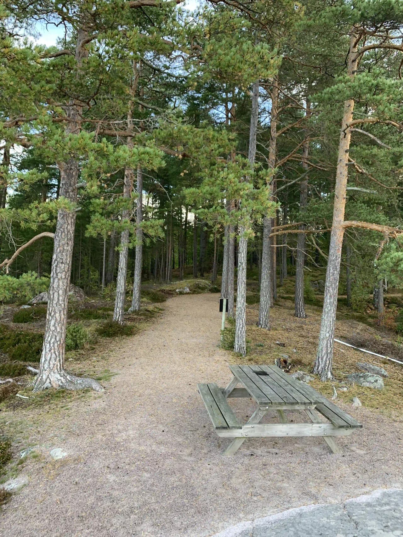 En tät skog med höga träd och en stig som slingrar sig genom skogens grönska, vilket skapar en inbjudande naturmiljö vid Hätte camping.