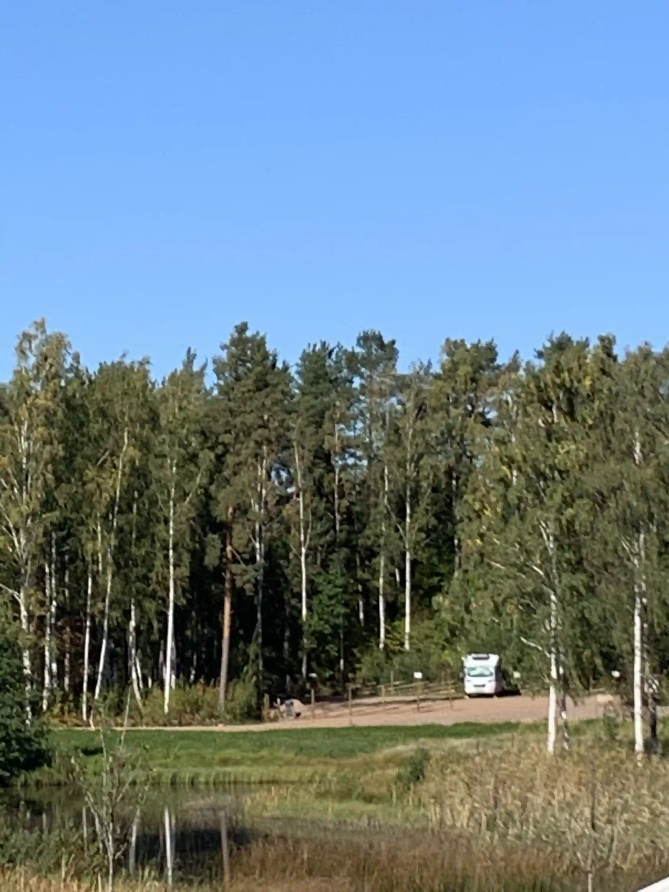 Bilden visar en grönskande campingplats med flera träd, gräs och skog i bakgrunden, under en klar himmel.