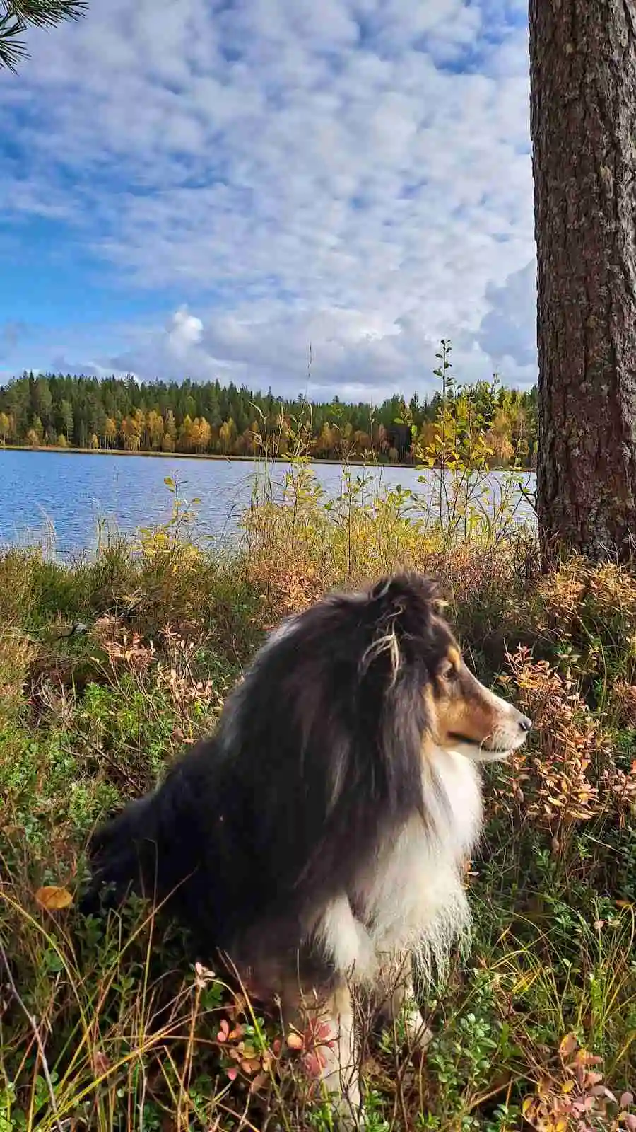 En Rough Collie sitter i en skogig omgivning vid Skålsjögården Timber Lodge, omgiven av tät vegetation. Hundens päls är lång och tjock, och den verkar vara en herdehund av typen Collie eller Sheltie.