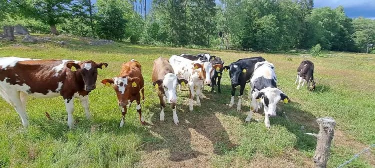 En flock betande mjölkkor på en gröngrästäng, omgivna av öppna landskap i Stjernkvist's Hunshult.