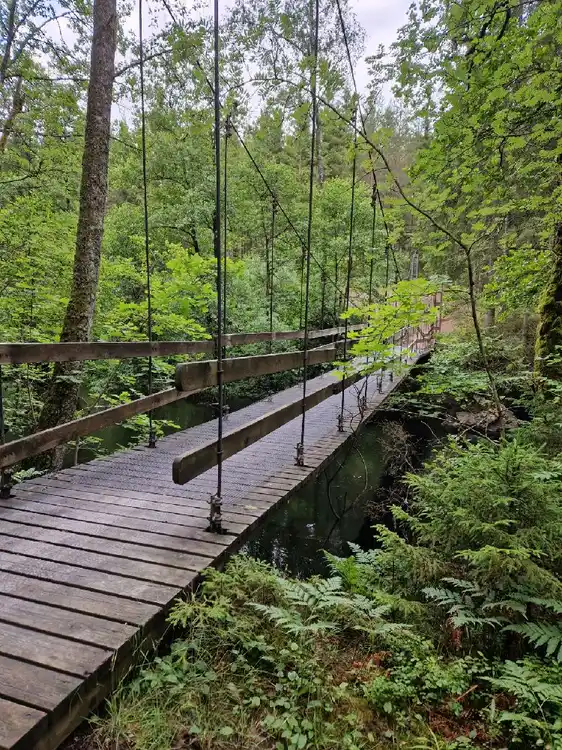 En träbro omgiven av tät skog och grön vegetation vid Isaberg Mountain Resort.