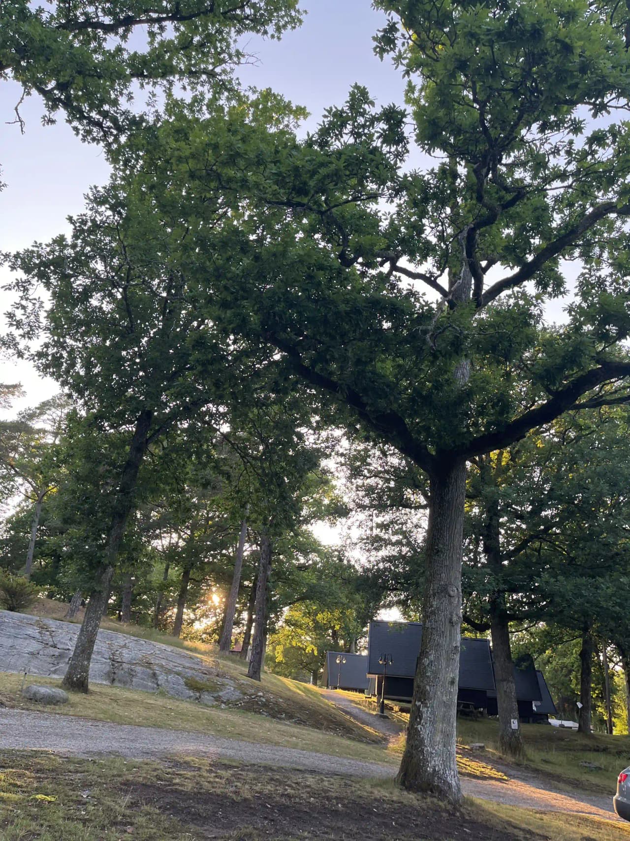 En lummig skog med täta träd och gröna löv, en solstråle bryter genom grenarna och skapar ett skuggigt mönster på marken.