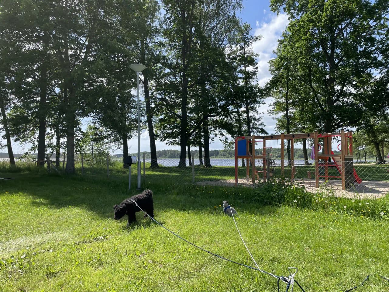 En hund ligger i skuggan under träden på en grön gräsmatta på Prästryggens camping.