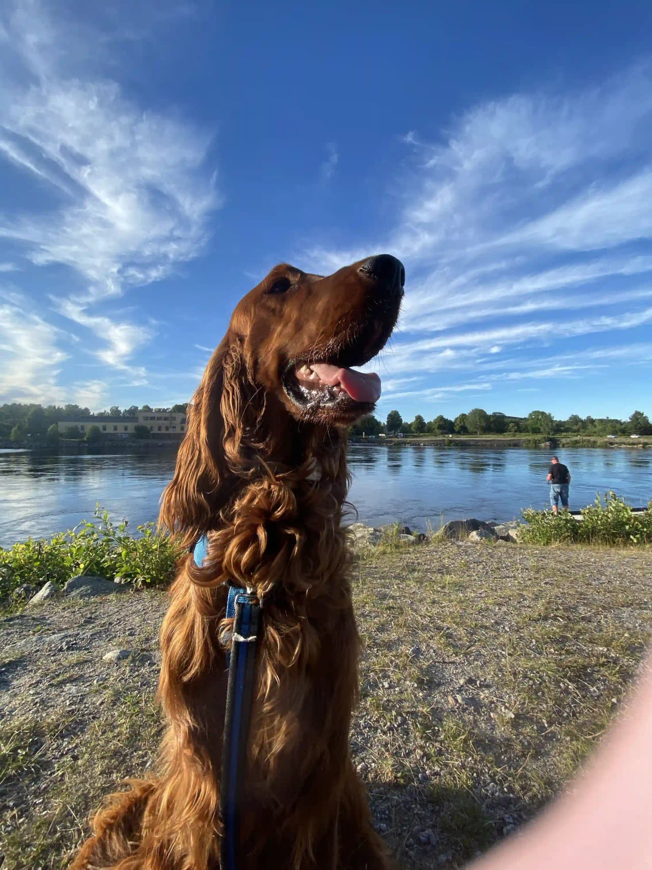 En hund med rödbrun päls och ett halsband står vid kanten av en sjö vid Ljusnefors camping. Hundens nos är riktad mot vattnet under en klar himmel.