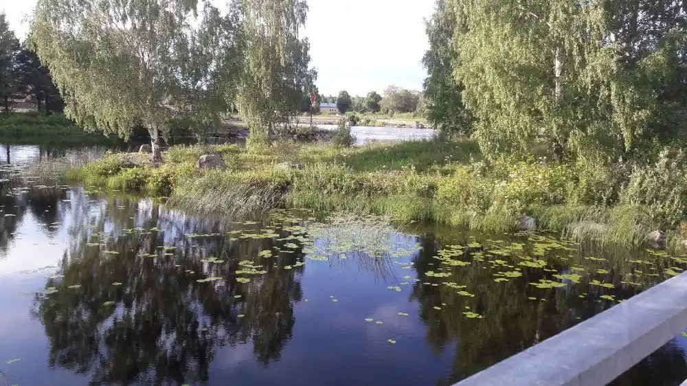 En lugn vattenmiljö vid Ljusnefors camping med frodig växtlighet längs strandbanken och en stilla vattenyta omgiven av naturlig skog.