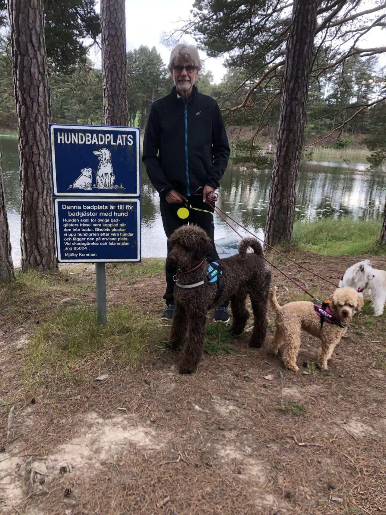 En pudel i koppel promenerar vid sjön nära Skogssjö bad & camping, omgiven av grönska.