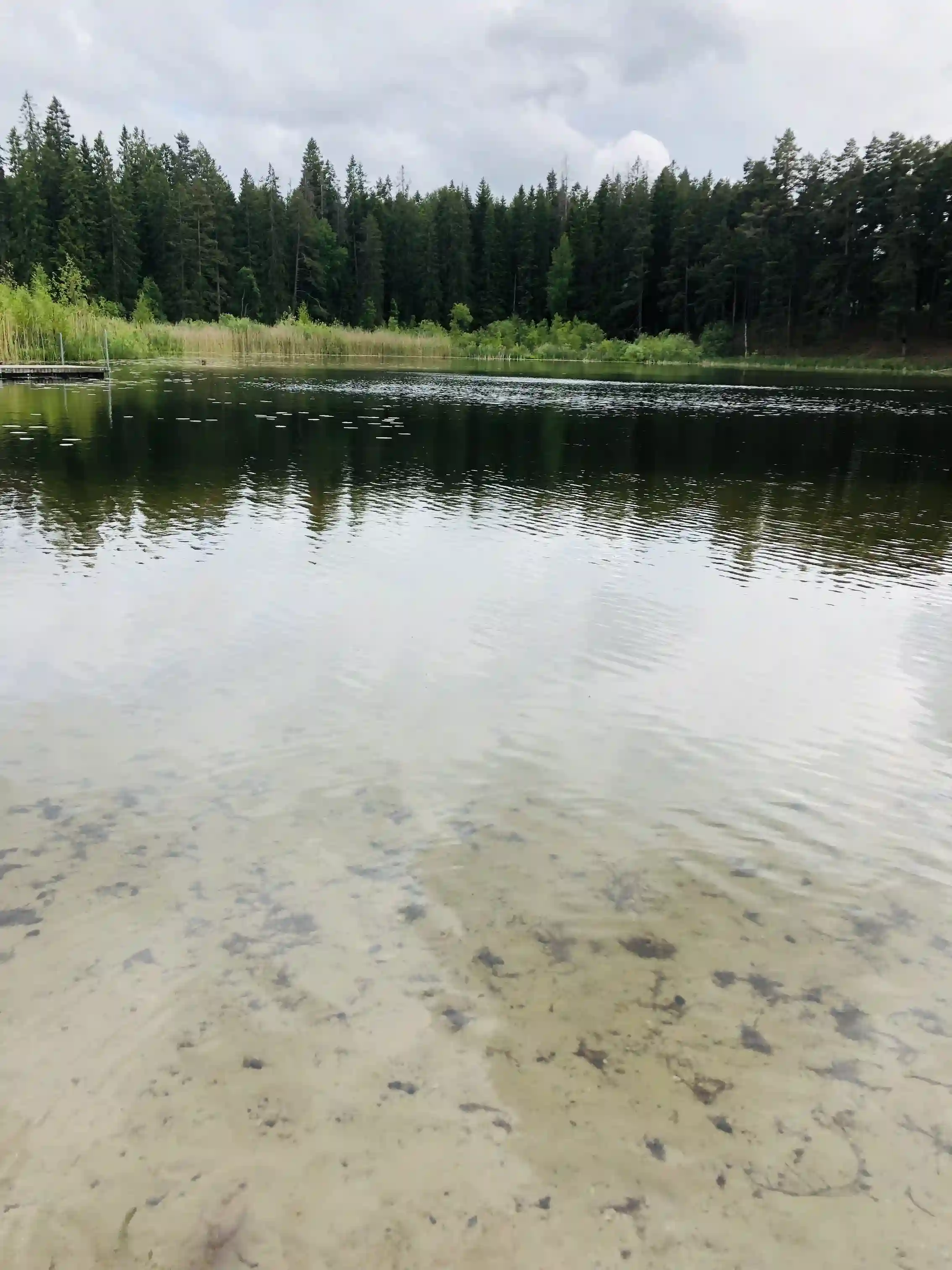 En stilla skogssjö med spegelblank yta omgiven av grönskande natur och vass, känsla av lugn och avskildhet vid Skogssjö Bad & Camping.