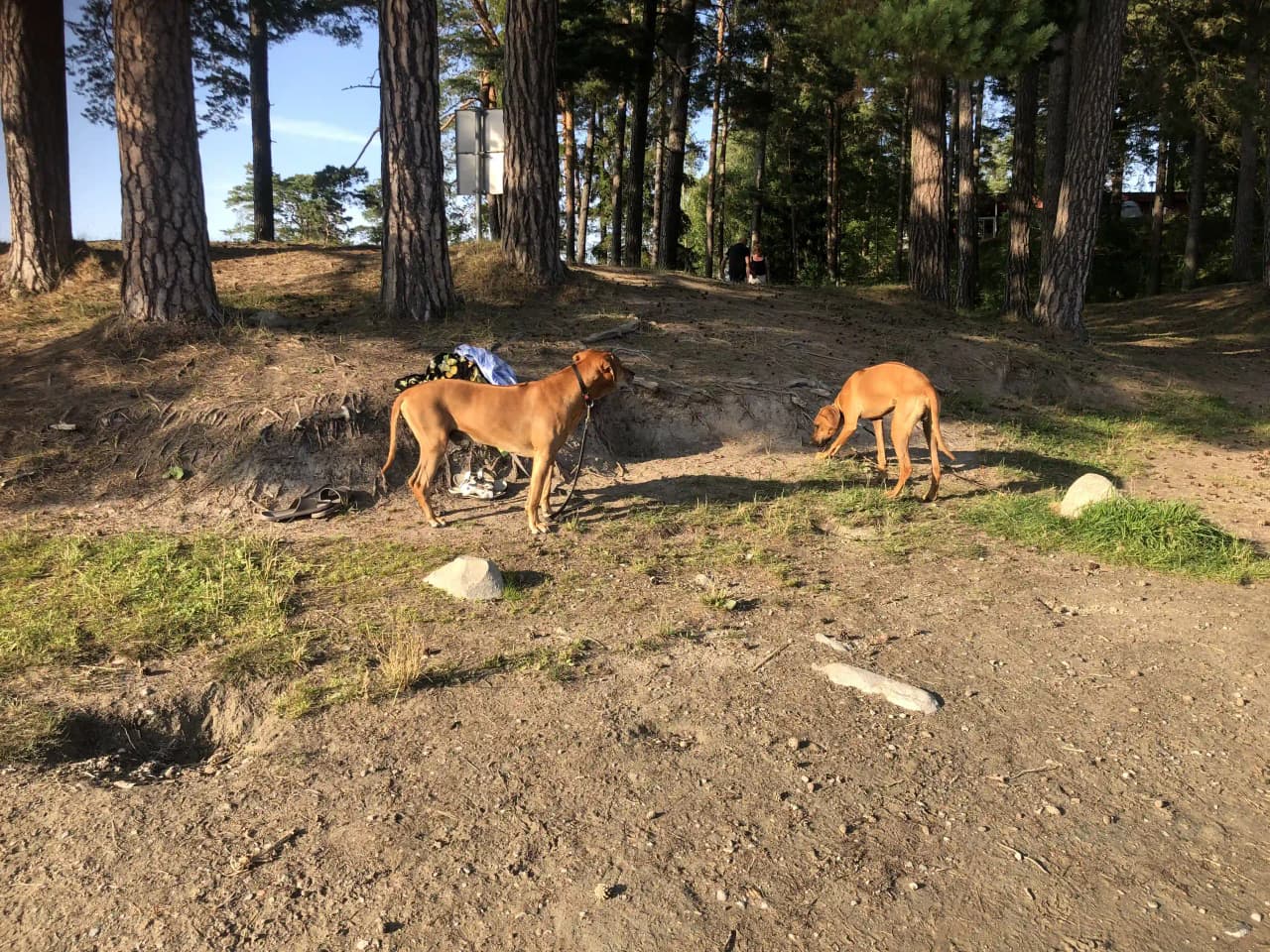 En hund går längs en skogsstig nära Skogssjö bad & camping.