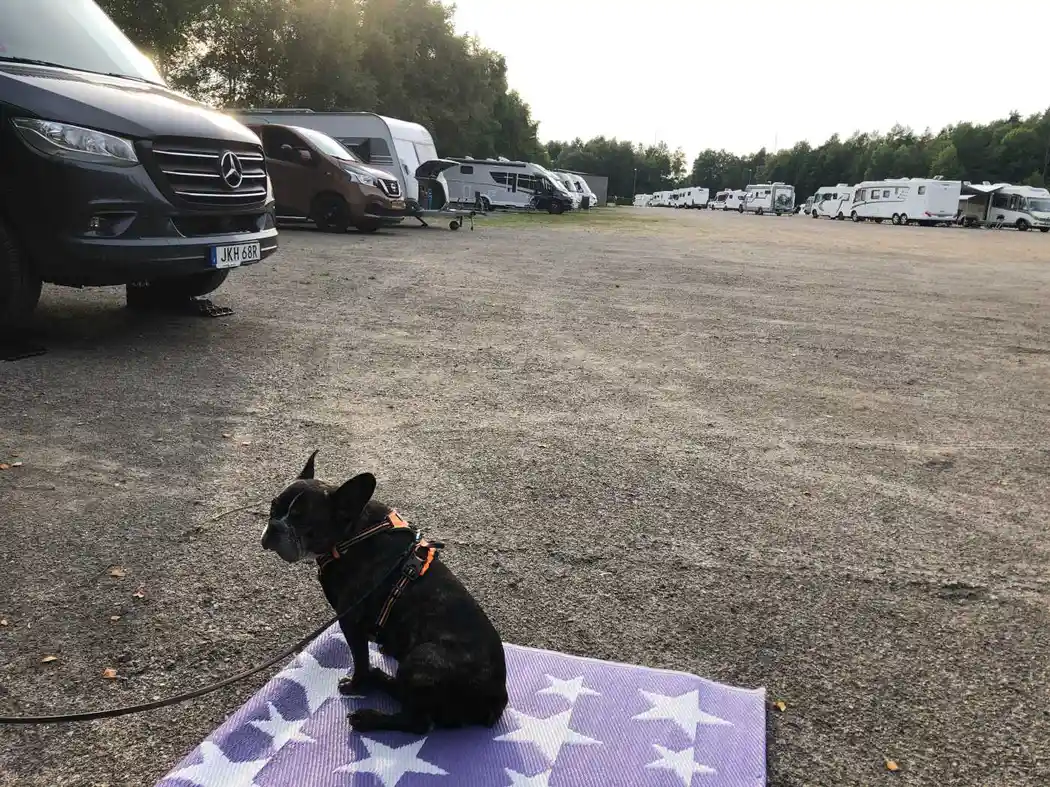 En välfylld parkeringsplats på Ullared camping med flera typer av fordon, inklusive familjebilar och vans. En hund syns i närheten av fordonen.