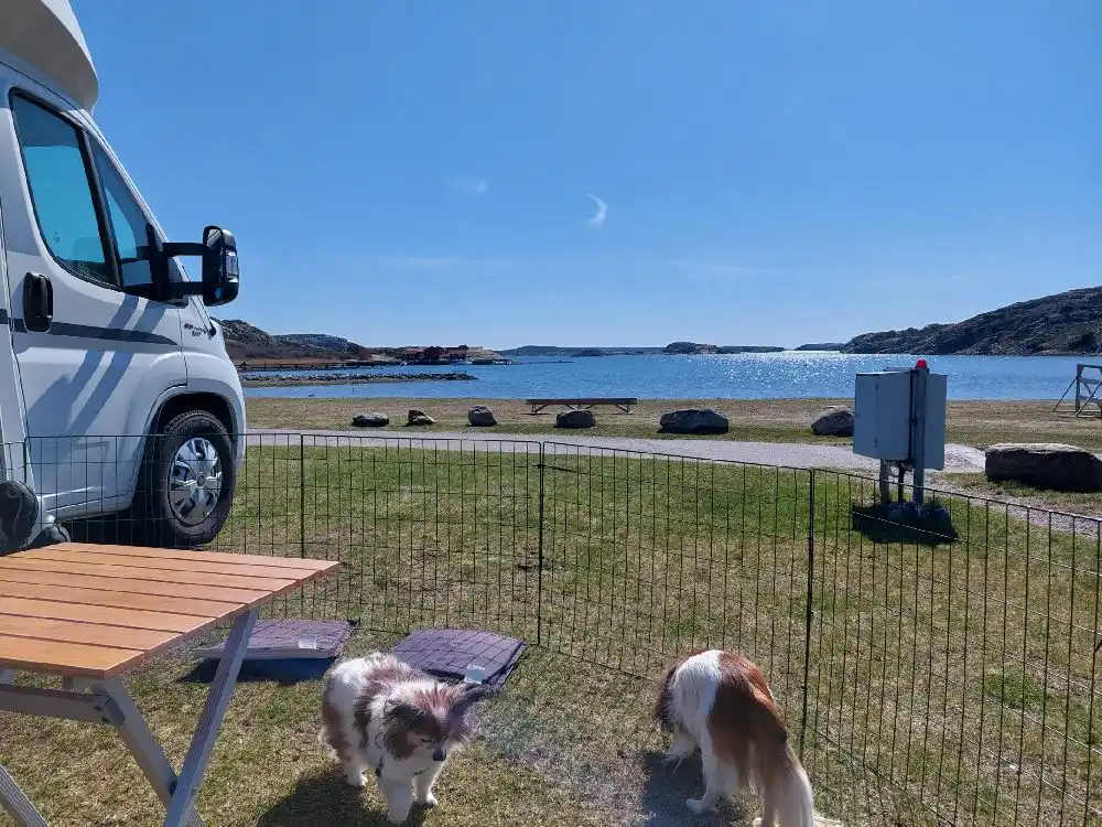 En hund står bredvid en husbil på Saltviks camping, omgiven av grönska och en avslappnad atmosfär.