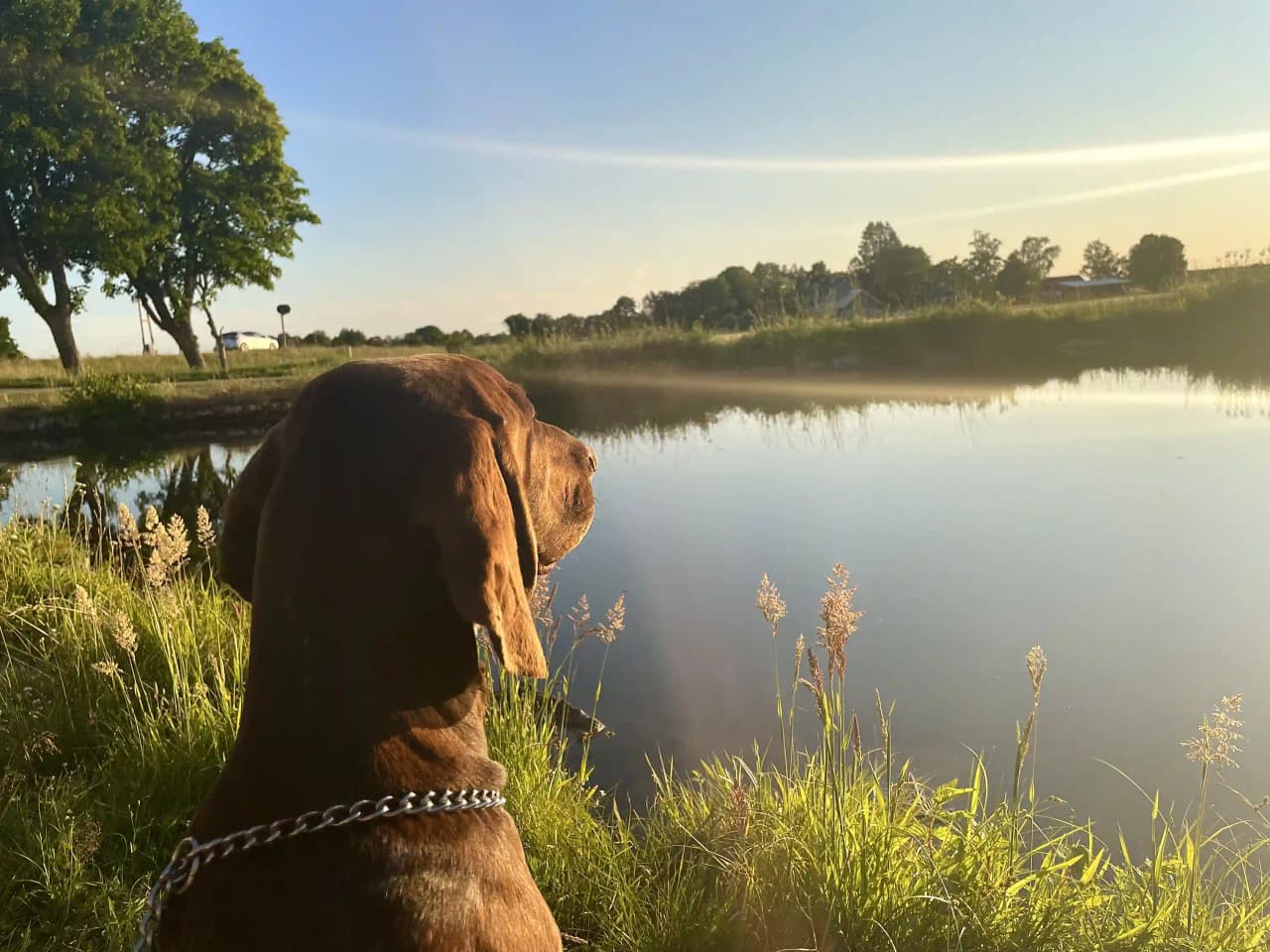 En hund med halsband står i en våtmarksmiljö, reflekteras i vattnet. Hunden ser ut som en typisk jakthund och omgivningen präglas av träsk och fuktig terräng.