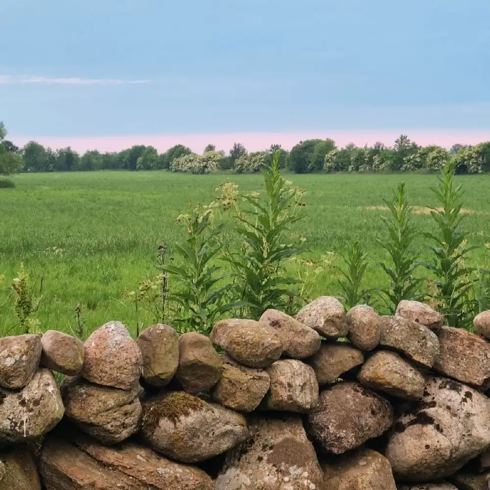 En bild av Björkängs vandrarhem med fokus på en stenmur och stenar i förgrunden.