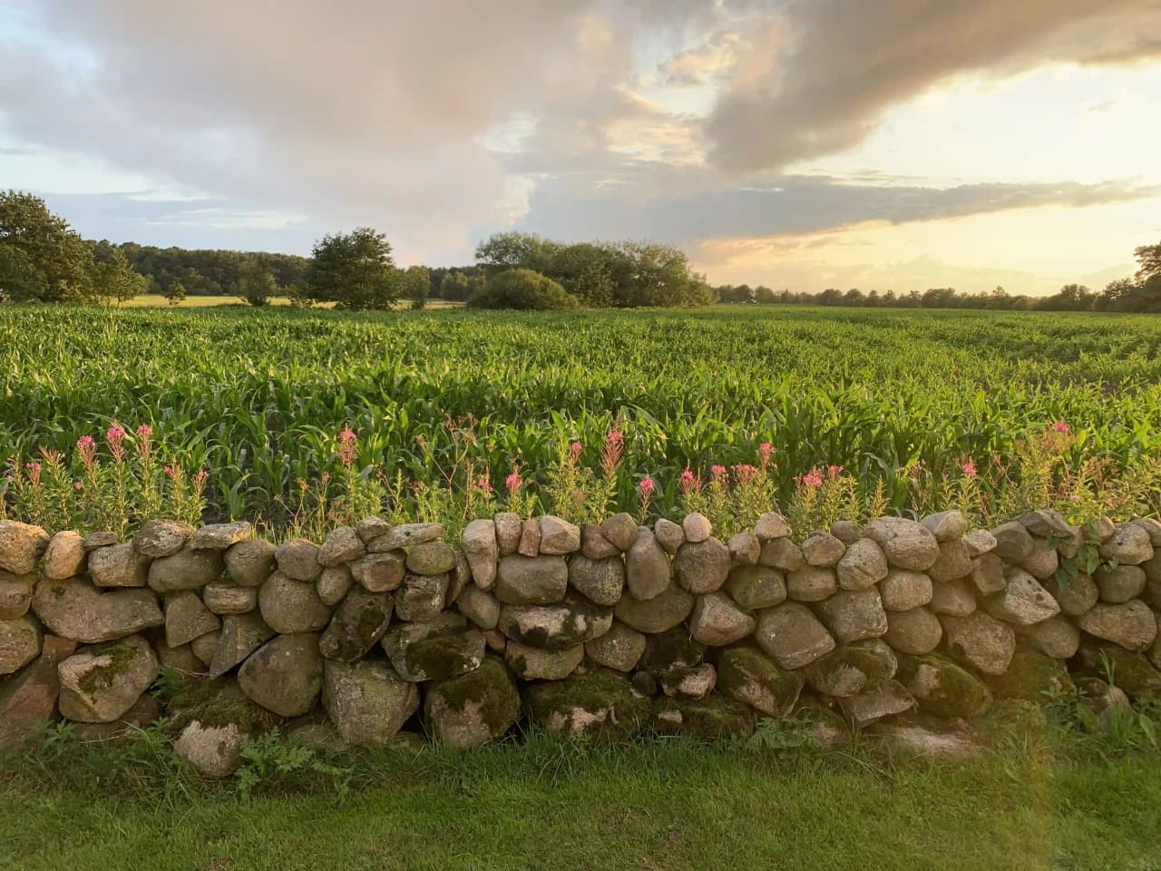 Bild av Björkängs vandrarhem: en fridfull landskapsvy med betesmarker och odlingsfält, omgiven av buskar och ängar.