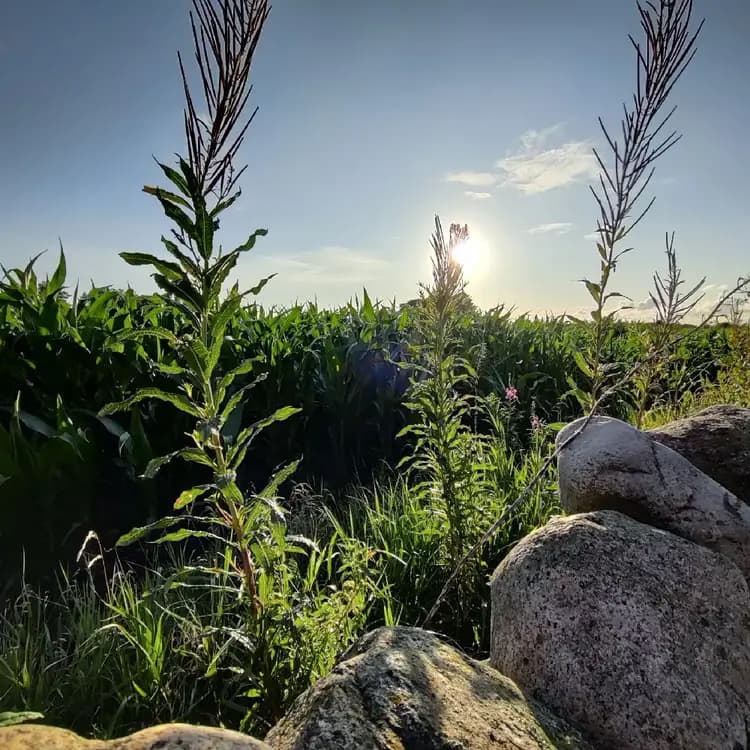 En vidsträckt landskapsbild av Björkängs Vandrarhem, med molnprydd himmel ovanför gröna fält och högväxta gräs.