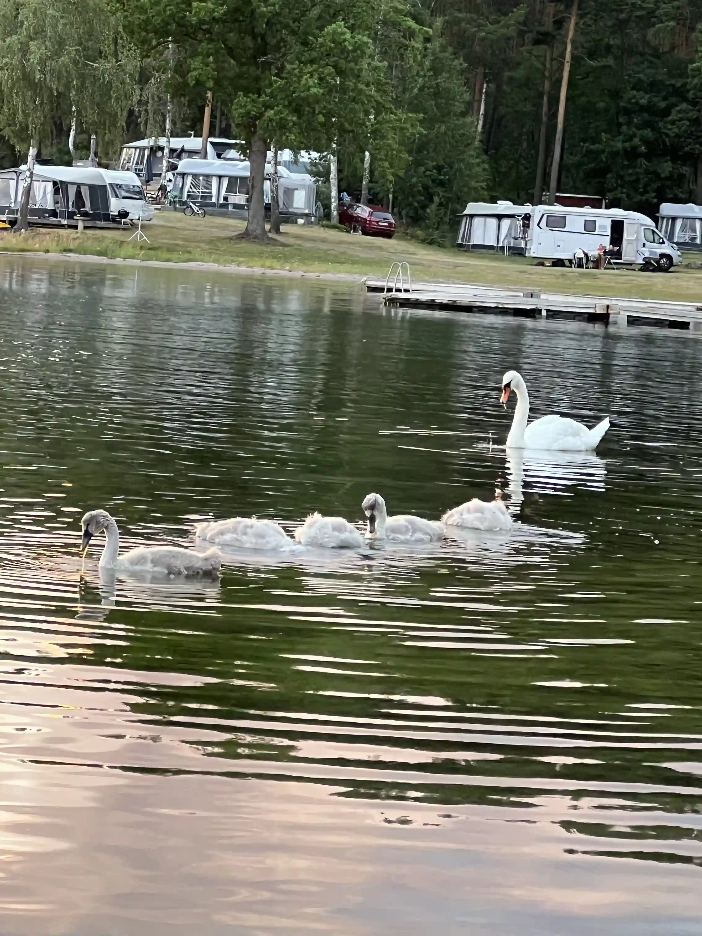 En sjö med simmande fåglar, inklusive änder och svanar, omgiven av naturliga strandkanter.