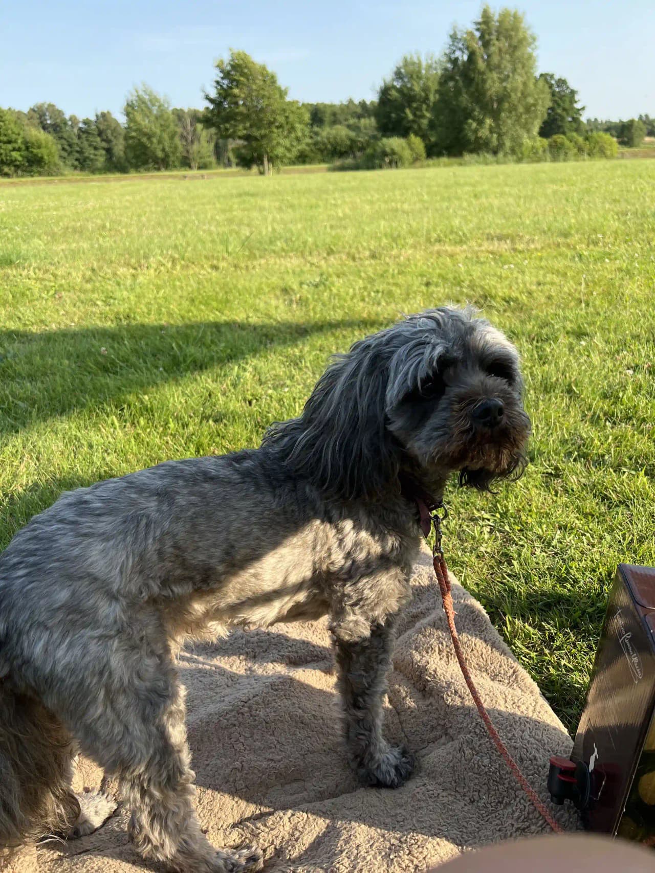 Bild på en liten hund med lockig päls som sitter på gräs vid Vinslövs camping, omgiven av campare och tält i bakgrunden.