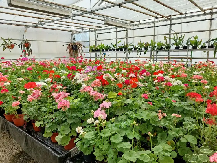 Närbild av en prunkande trädgård på Vinslövs camping med röda och rosa blommor.