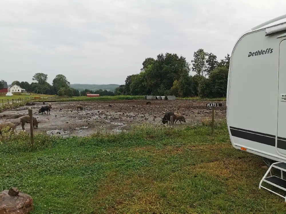 En husvagn och lastbil parkerade på ett fält nära Gunnagård, med betande boskap i bakgrunden.