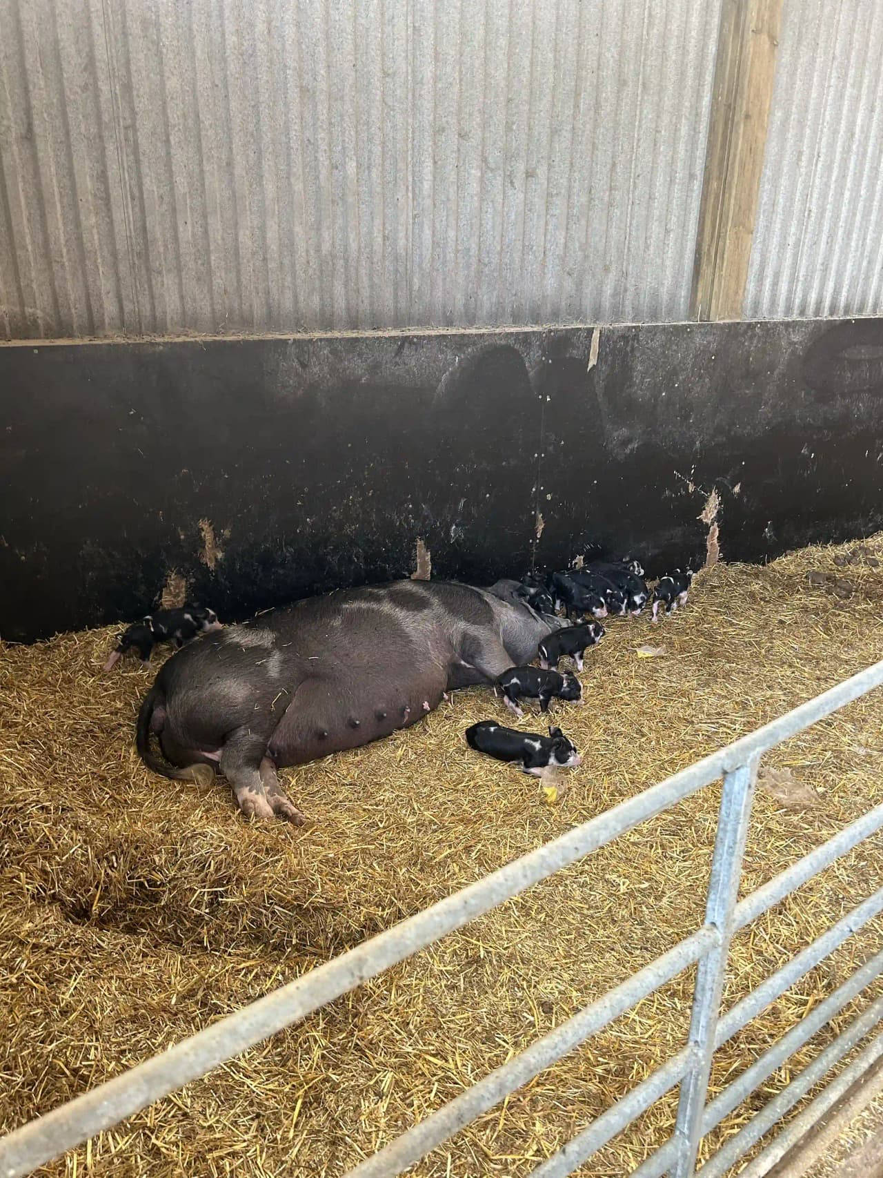 Naturens lugn möter äventyr vid Gunnagård – familjecamping nära Ullared med vandring, lek och mini zoo!