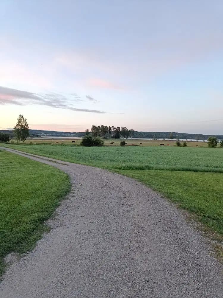 En grönskande äng sträcker sig mot horisonten, med en asfalterad väg som löper genom det naturliga landskapet vid Älvstalodges.