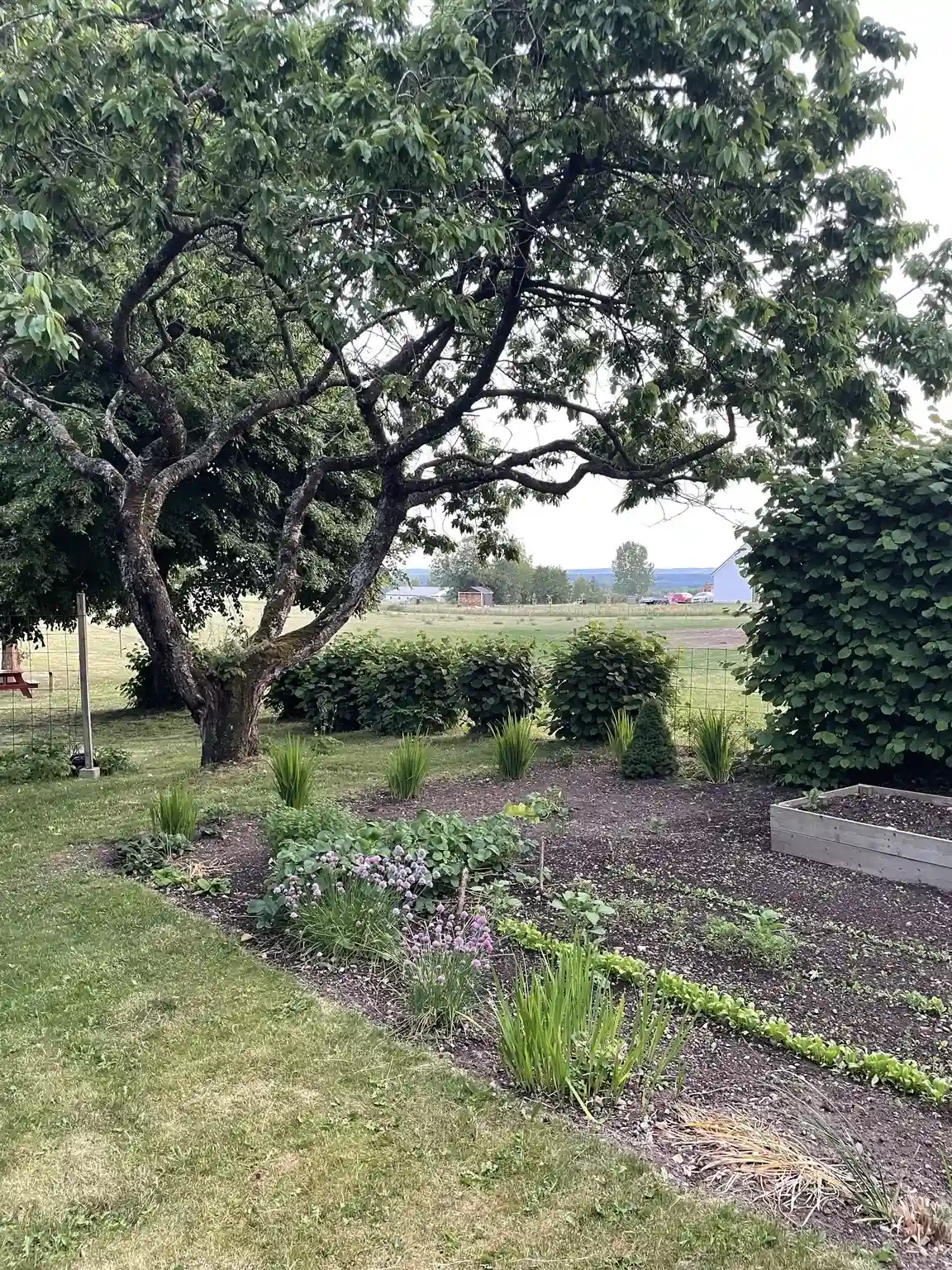 En lummig trädgård vid Husargården med olika växtarter, inklusive låga buskar och gräsytor. Skuggade områden med marktäckande växter skapar ett fridfullt utomhusutrymme.