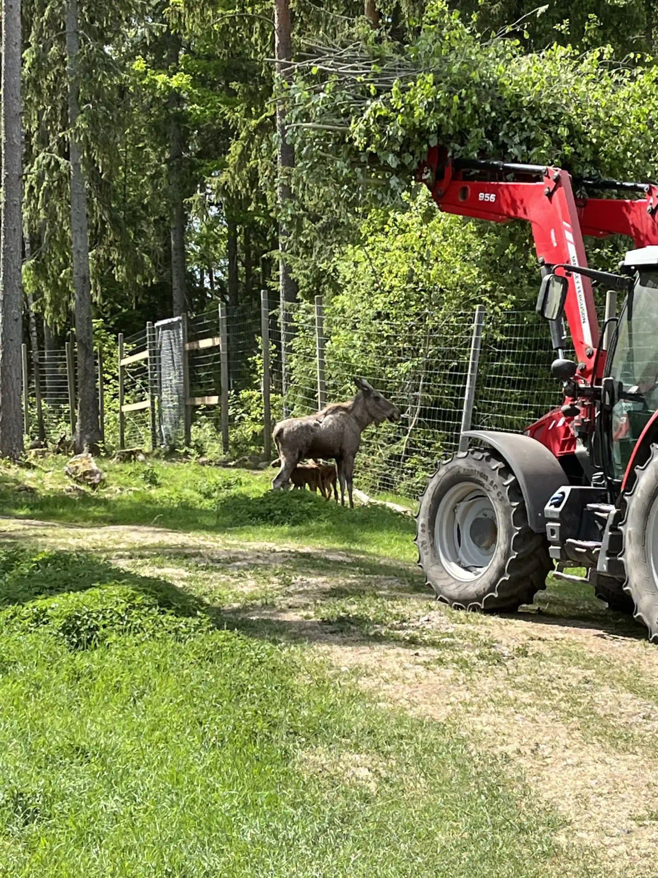 En traktor med stora däck står i en skogsomgivning nära Vimmerby Camping - Nossenbaden. I förgrunden betar några boskap, omgivna av träd och vegetationen av en skog.