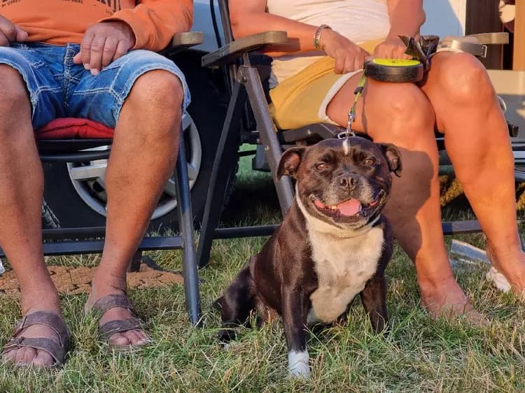 En person sitter på en stol vid Kalvhagen Södervik med en hund i knät. Hunden bär ett koppel och personen har solglasögon. En sko syns på marken bredvid.