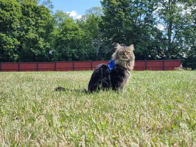 En gräsbevuxen hage i Södvik med en hund som leker på ängen, omgiven av grönt gräs och öppen ängsmark.