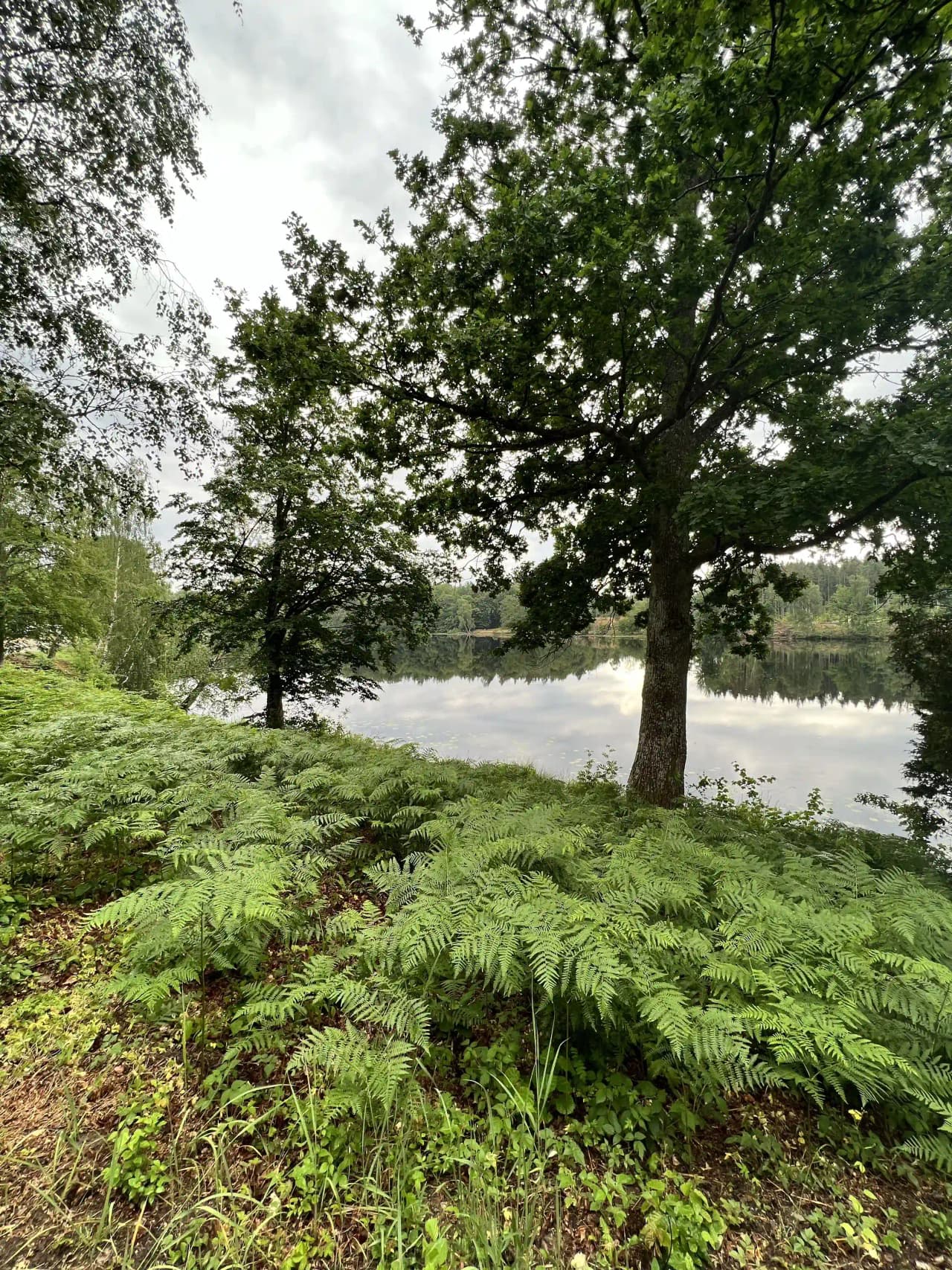 En grönskande skogsmiljö vid Ljuvadal camping & ställplats, täckt av frodig vegetation och ormbunkar under ett tätt lövverk.