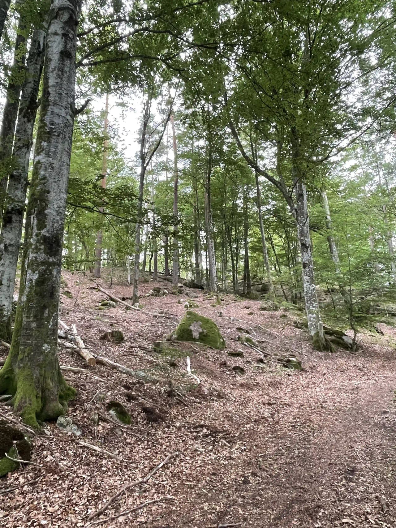 En skogsstig omgiven av grönskande träd och växtlighet, fångar den rofyllda atmosfären på Ljuvadal Camping & Ställplats.