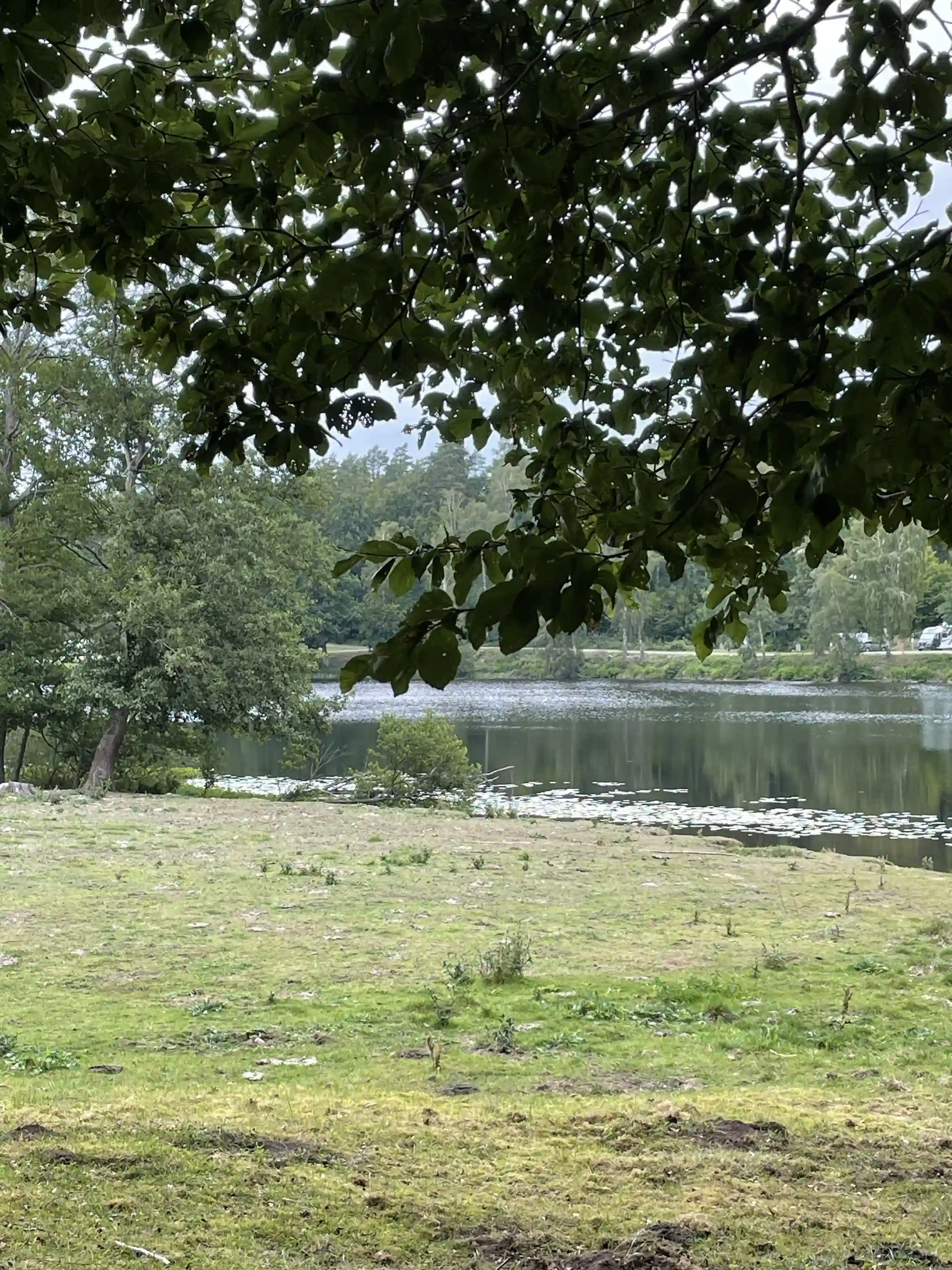 Bilden visar en grönskande camping- och ställplats med träd och gräs, belägen i en naturlig miljö vid en strandkant.