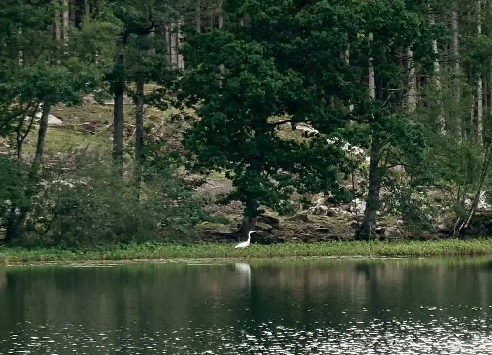 Ljuvadal Camping & Ställplats vid en rofylld sjö, omgiven av tät skog och grönska.