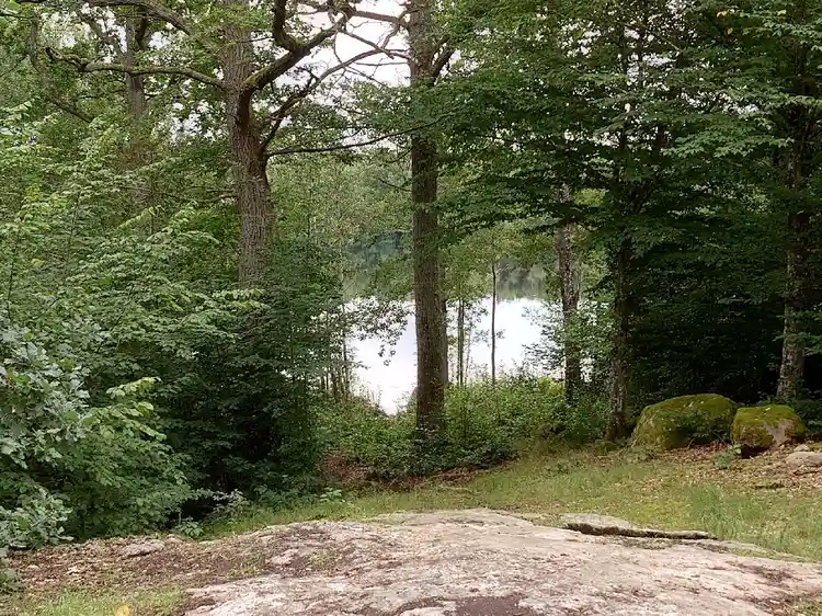 En frodig skogsmiljö vid Ljuvadal Camping & Ställplats, med täta lövverk och högresta trädstammar som skapar en känsla av vildmark och rofylld natur.