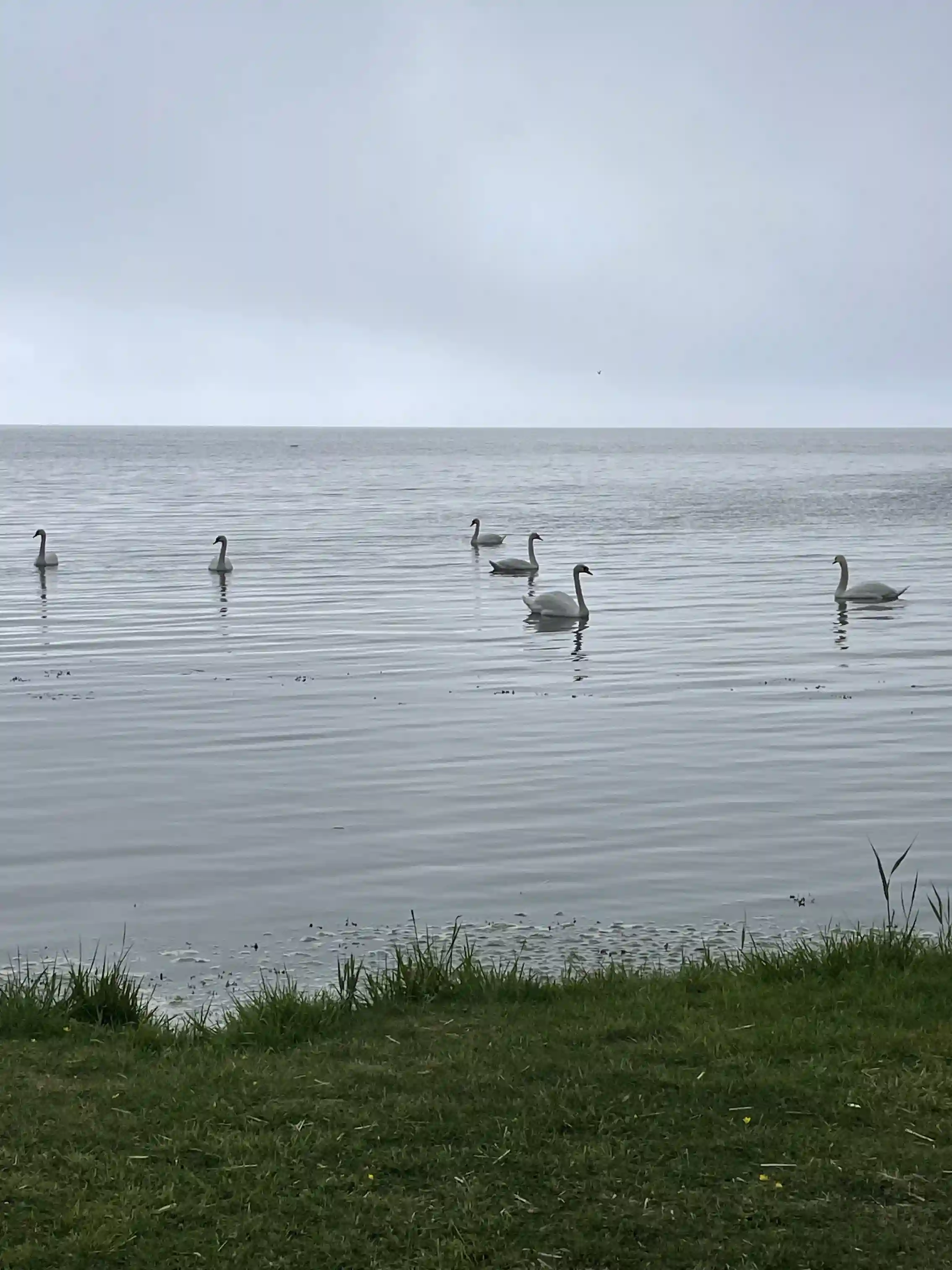 En grupp änder simmar lugnt i en sjö vid Kaffetorpets camping, omgivna av ett stilrent och stilla landskap under en mulen himmel.
